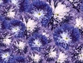 Chrysanthemums flowers. purple-blue background. floral collage. flower composition. Close-up.