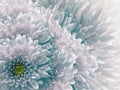 Chrysanthemums flowers. turquoise and white background. floral collage. flower composition.