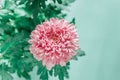 Chrysanthemums on a green background.Chrysanthemums and asters flowers.Delicate floral background in pastel colors Royalty Free Stock Photo