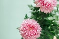 Chrysanthemums on a green background.Chrysanthemums and asters flowers.Delicate floral background in pastel colors. Royalty Free Stock Photo