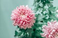 Chrysanthemums on a green background.Chrysanthemums and asters flowers.Delicate floral background in pastel colors Royalty Free Stock Photo