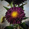 Chrysanthemums, Guldaudi maroon Color in the garden Royalty Free Stock Photo