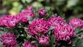 Pink Chrysanthemum flower in bloom