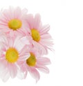 Chrysanthemums Royalty Free Stock Photo