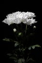 Bouquet of chrysanthemums with contrast lighting on a black background