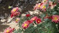 Chrysanthemums, mums or chrysanths flowers blooming on home garden pots