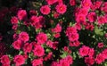 Chrysanthemums in the Nikitsky Botanical Garden, Crimea. flowers chrysanthemum, chrysanthemums in autumn