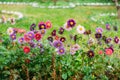 Chrysanthemums pink and purple in green grass in a meadow. Royalty Free Stock Photo