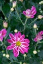 Chrysanthemums pink violet flowers with yellow in the middle and green leaves