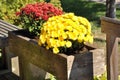 Chrysanthemums in plant box Royalty Free Stock Photo