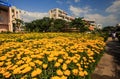 Chrysanthemums in Pots in Garden by Houses in Vietnam