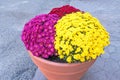 multicolored Chrysanthemums flowers in clay pot