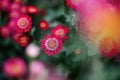 Chrysanthemums of rich pink color on a blurred background close-up. Royalty Free Stock Photo