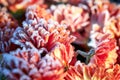 chrysanthemums in the snow Botanical Garden.