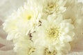 Chrysanthemums with soft light