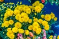 A Bunch of yellow Chrysanthemums.