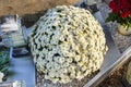 Chrysanthemums on a tombstone in the shape of a circle, in a Christian cemetery.