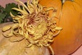 Chrysanthemums The very nice colorful autumn flower with pumpkin Royalty Free Stock Photo