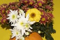 Chrysanthemums The very nice colorful autumn flower with pumpkin Royalty Free Stock Photo