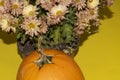 Chrysanthemums The very nice colorful autumn flower with pumpkin Royalty Free Stock Photo
