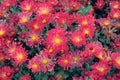 Chrysanthemums wallpaper. Red bright picturesque background. Blooming chrysanthemums buds in autumn.