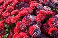 Chrysanthemums in winter. Botanical Garden