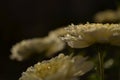 Chrysanthemus Royalty Free Stock Photo