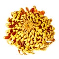 Chrysantheum on white Royalty Free Stock Photo