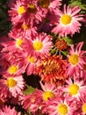 Chrysanths Royalty Free Stock Photo
