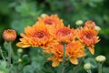 Chrysanths in garden Royalty Free Stock Photo