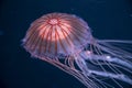 Chrysaora achlyos colorata or purple-striped jellyfish lives in water of coast of California