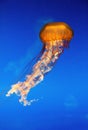 Chrysaora fuscescens a beautiful orange jellyfish Royalty Free Stock Photo