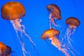 Chrysaora fuscescens jellyfish Royalty Free Stock Photo