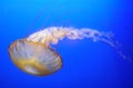 Chrysaora fuscescens jellyfish Royalty Free Stock Photo