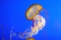 Chrysaora fuscescens jellyfish Royalty Free Stock Photo