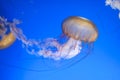 Chrysaora fuscescens jellyfish Royalty Free Stock Photo