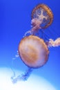 Chrysaora fuscescens jellyfish Royalty Free Stock Photo