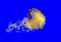 (Chrysaora fuscescens), jellyfish on a blue background in a marine aquarium Royalty Free Stock Photo