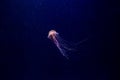 Chrysaora fuscescens Jellyfish Royalty Free Stock Photo