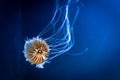 Chrysaora fuscescens Orange jellyfish also Pacific sea nettle