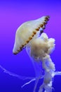 Chrysaora fuscescens (Pacific sea nettle) swimming