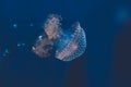 Blue Jellyfish