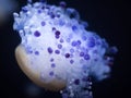 Chrysaora jellyfish