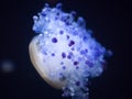 Chrysaora jellyfish