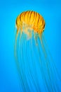 Northern sea nettle Royalty Free Stock Photo