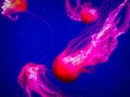 Chrysaora pacifica. Jellyfish Japanese sea nettle Chrysaora pacifica in water