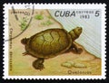 Chrysemys decussata, series devoted to turtles, circa 1983