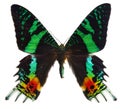 Chrysiridia rhipheus butterfly