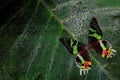 Chrysiridia rhipheus, Madagascan sunset moth, beautiful green and black butterfly sitting on green leaves, endemic in Madagascar.