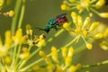 Chrysis ignita or ruby-tailed wasp